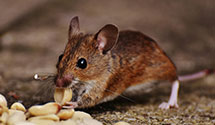 24 Hour & Emergency Exterminators in March Air Reserve Base, CA